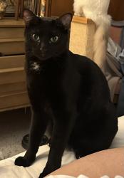 Lost Female Cat last seen Summit and Skyline; Hendrick's Park area, Eugene, OR 97403