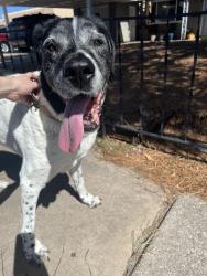 Reunited Female Dog last seen Snow Heights & Erbbe, Albuquerque, NM 87110