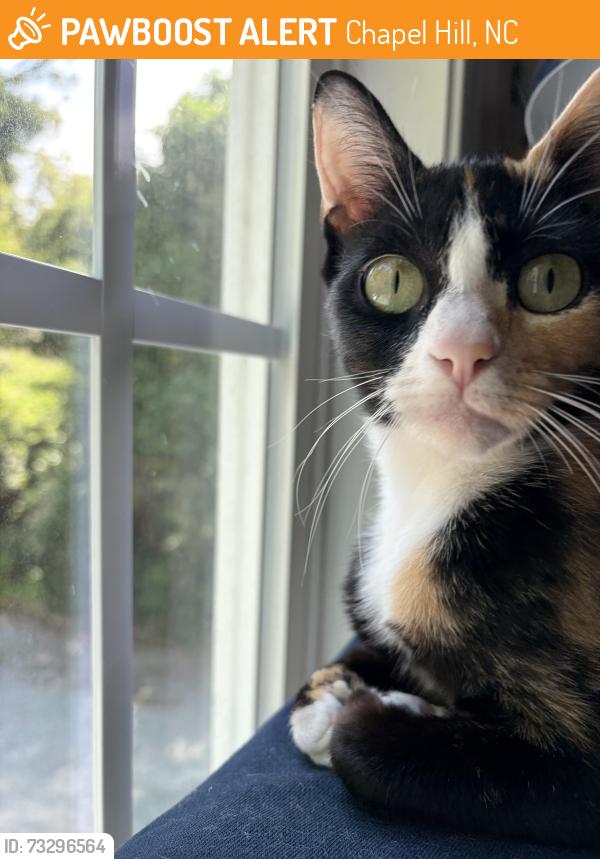Found/Stray Female Cat last seen North Columbia, a few blocks back from the fire station, Chapel Hill, NC 27516