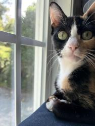 Found/Stray Female Cat last seen North Columbia, a few blocks back from the fire station, Chapel Hill, NC 27516