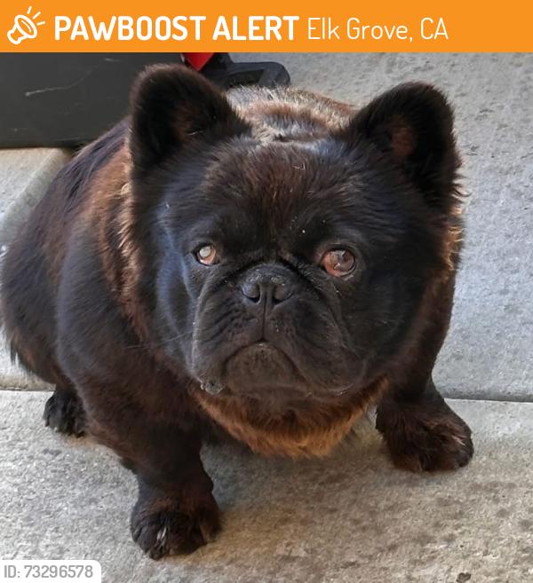 Found/Stray Unknown Dog last seen Sheldon and Whitehouse Rd, Elk Grove, CA 95758