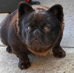 Found/Stray Unknown Dog last seen Sheldon and Whitehouse Rd, Elk Grove, CA 95758