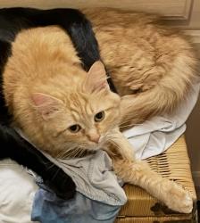 Lost Female Cat last seen Near S Nettleton Avenue at apmts, Springfield, MO 65807