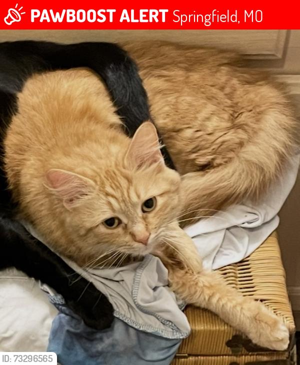Lost Female Cat last seen Near S Nettleton Avenue at apmts, Springfield, MO 65807