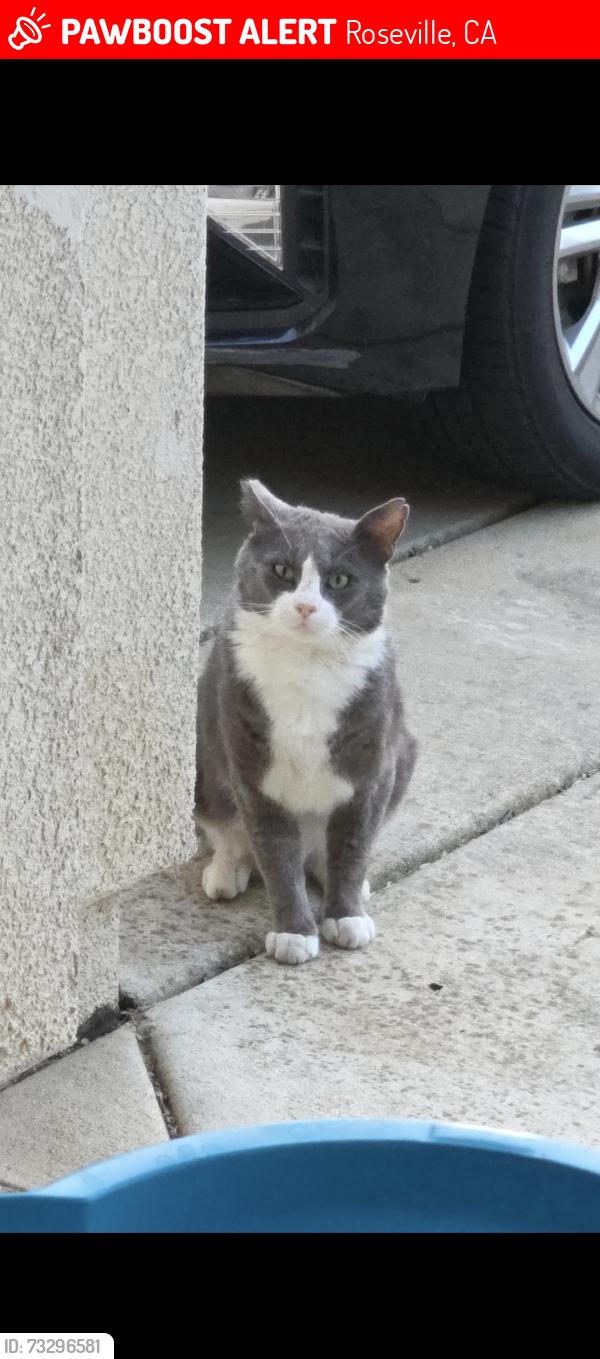 Lost Male Cat last seen Stansfield drive Roseville CA, Roseville, CA 95747