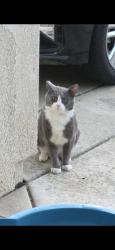 Lost Male Cat last seen Stansfield drive Roseville CA, Roseville, CA 95747
