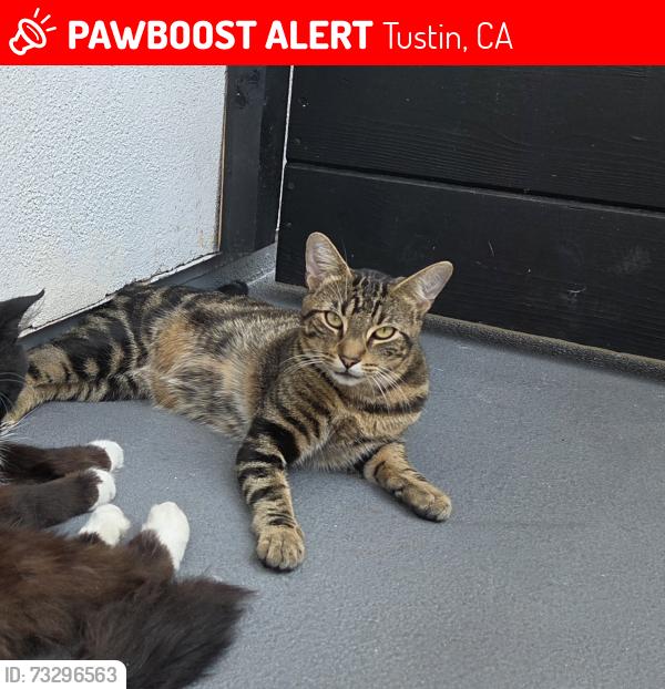 Lost Male Cat last seen Williams st and McFadden, Tustin, CA 92780