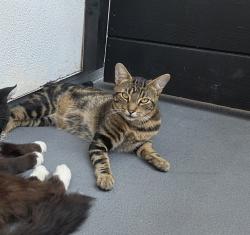 Lost Male Cat last seen Williams st and McFadden, Tustin, CA 92780