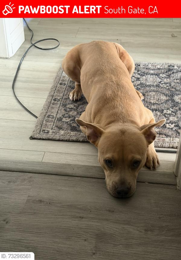 Lost Female Dog last seen Virginia Ave, South Gate, CA 90280