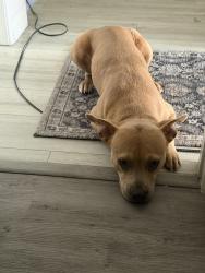 Lost Female Dog last seen Virginia Ave, South Gate, CA 90280