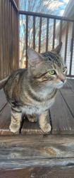 Lost Male Cat last seen slater street and pavilions apmts, Manchester, CT 06042