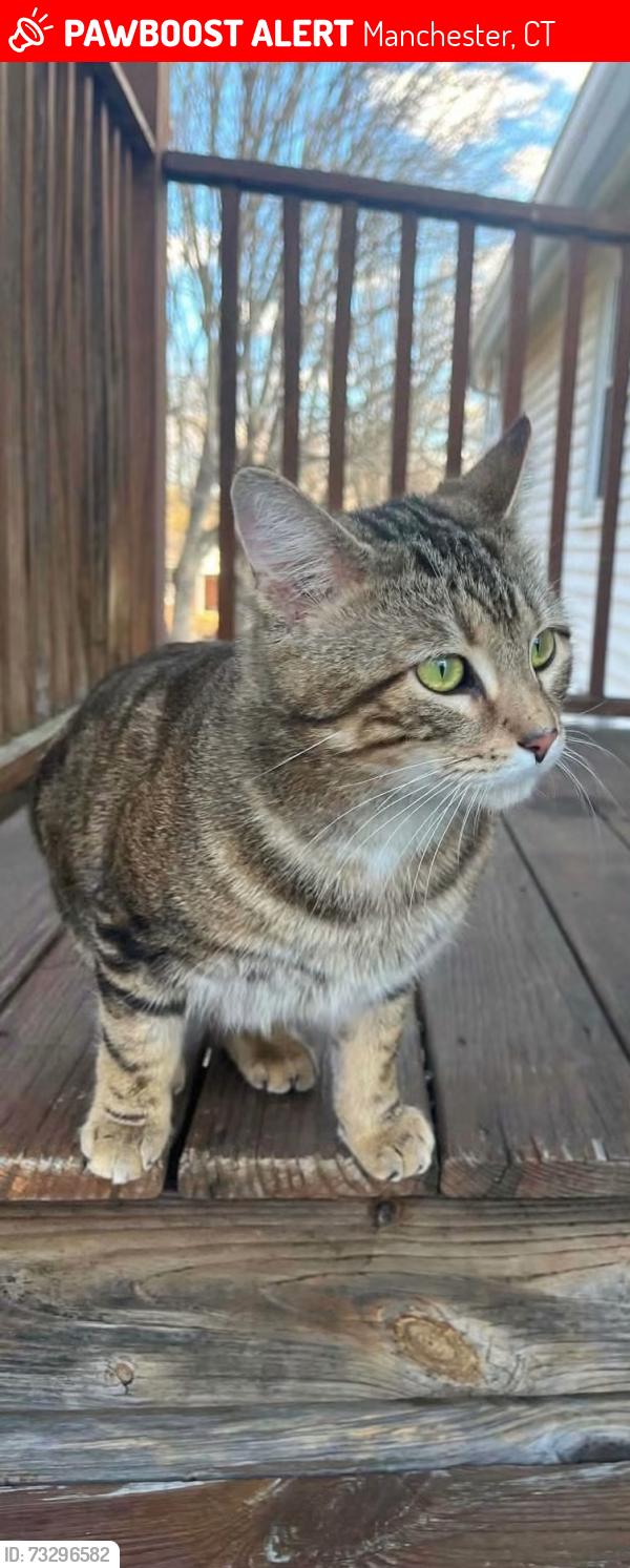 Lost Male Cat last seen slater street and pavilions apmts, Manchester, CT 06042