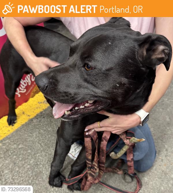 Found/Stray Male Dog last seen Paid pantry at SE Foster Rd at 110th Drive., Portland, OR 97266