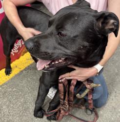 Found/Stray Male Dog last seen Paid pantry at SE Foster Rd at 110th Drive., Portland, OR 97266
