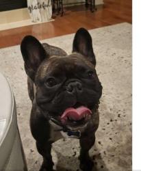 Reunited Male Dog last seen E latham and 70th, Scottsdale, AZ 85257
