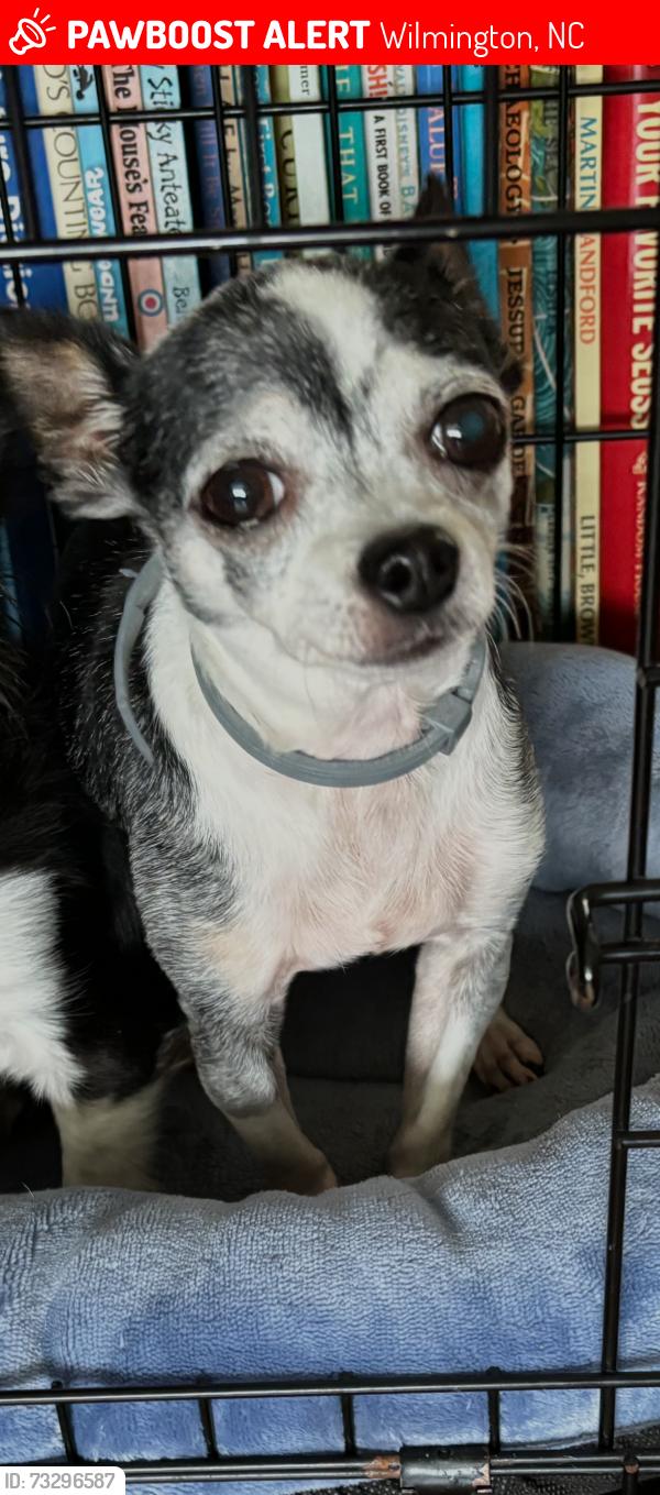 Lost Female Dog last seen Veterans Park, Wilmington, NC 28412