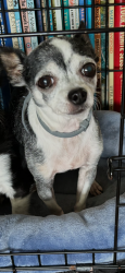 Lost Female Dog last seen Veterans Park, Wilmington, NC 28412