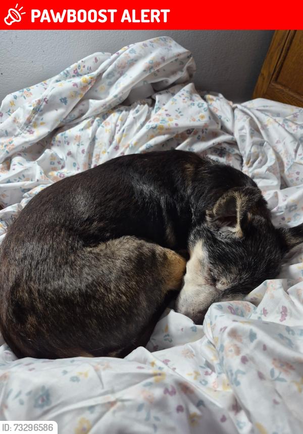 Lost Female Dog last seen Dogwood lane, Montgomery Township, PA 17225