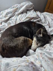 Lost Female Dog last seen Dogwood lane, Montgomery Township, PA 17225