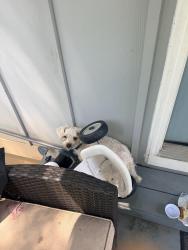 Found/Stray Unknown Dog last seen Mable st., Mableton, GA 30126