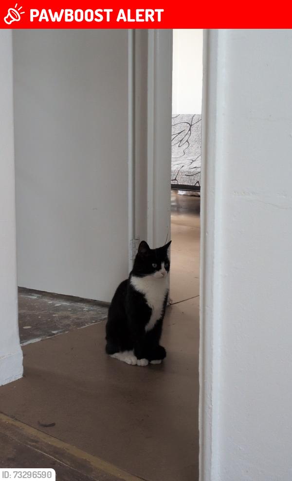 Lost Female Cat last seen Phipps hse, Greater London, England 