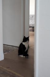 Lost Female Cat last seen Phipps hse, Greater London, England 