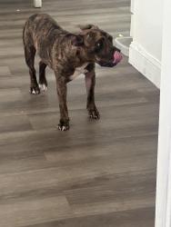 Found/Stray Female Dog last seen Near str, Fort Pierce, FL 34950