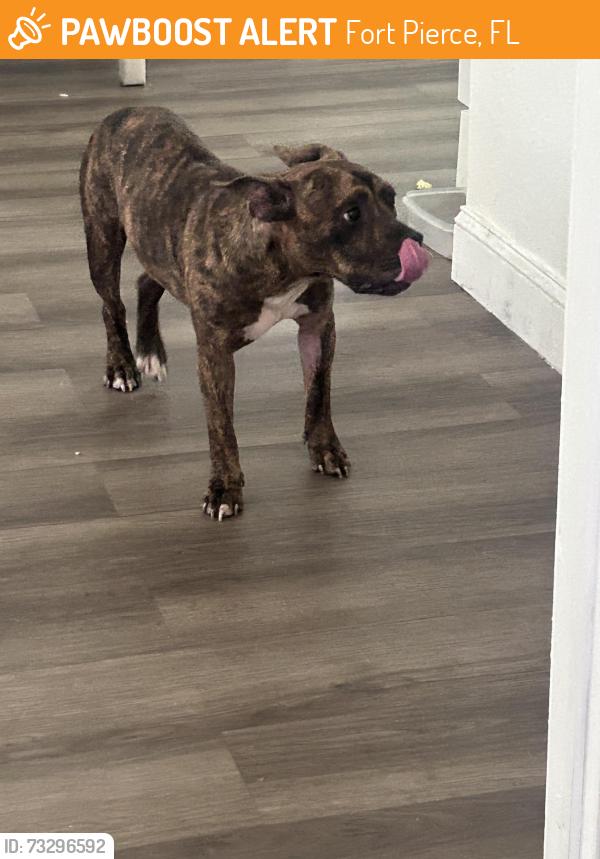 Found/Stray Female Dog last seen Near str, Fort Pierce, FL 34950