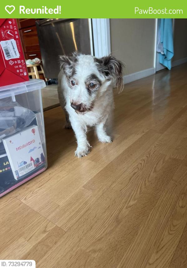 Reunited Male Dog last seen Morton Dr Daly City, Daly City, CA 94015