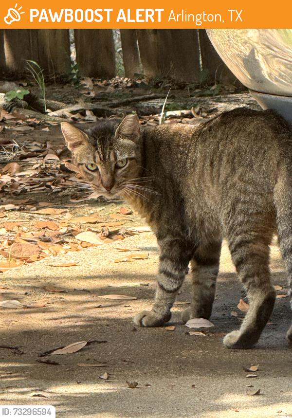 Found/Stray Male Cat last seen Summergrove Drive/Calendar/Sublett, Arlington, TX 76017