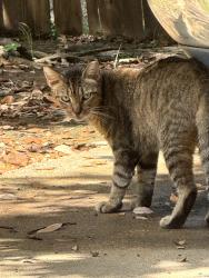 Found/Stray Male Cat last seen Summergrove Drive/Calendar/Sublett, Arlington, TX 76017