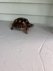 Found/Stray Unknown Reptile last seen Deerfield Beach, Deerfield Beach, FL 33441