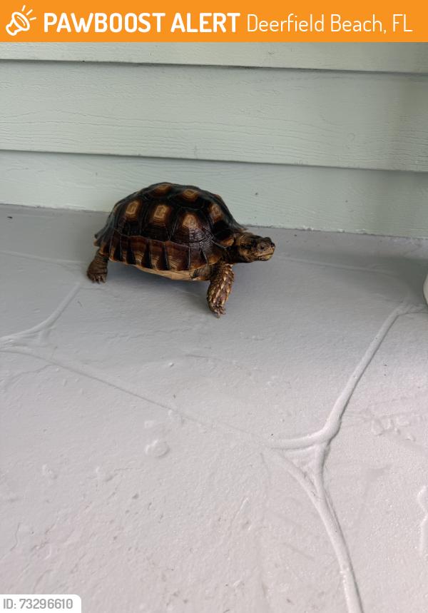 Found/Stray Unknown Reptile last seen Deerfield Beach, Deerfield Beach, FL 33441
