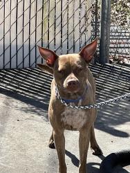Lost Male Dog last seen Old Harriman hwy, Oliver Springs, TN 37840