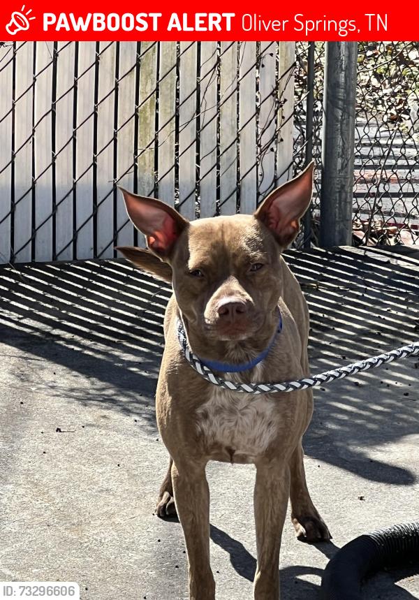 Lost Male Dog last seen Old Harriman hwy, Oliver Springs, TN 37840