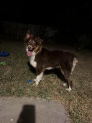 Reunited Female Dog last seen QT E crystal falls parkway, Leander, TX 78641