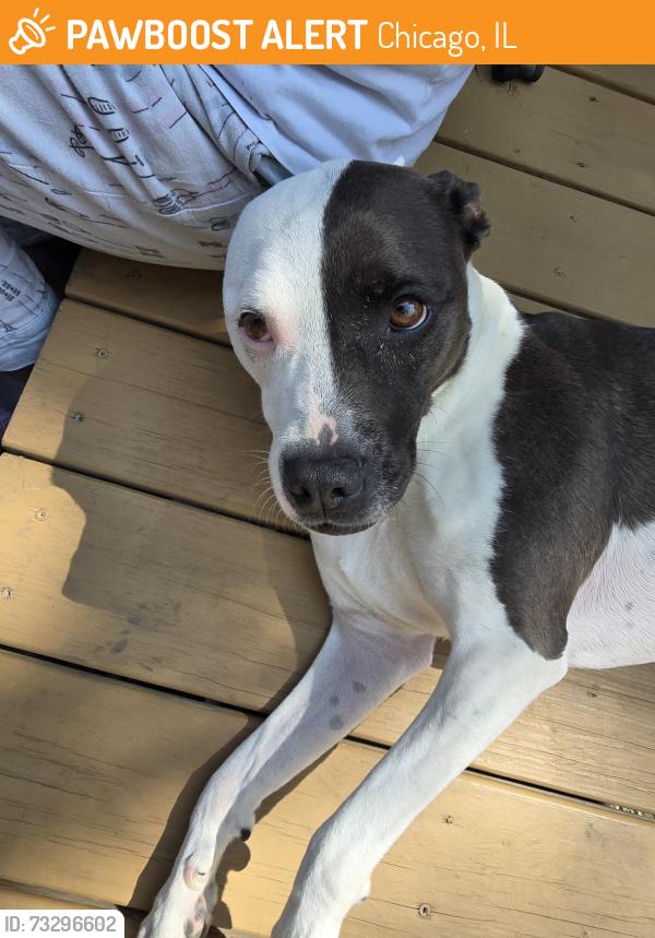 Found/Stray Female Dog last seen Nordica and Armitage, Chicago, IL 60707
