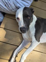 Found/Stray Female Dog last seen Nordica and Armitage, Chicago, IL 60707