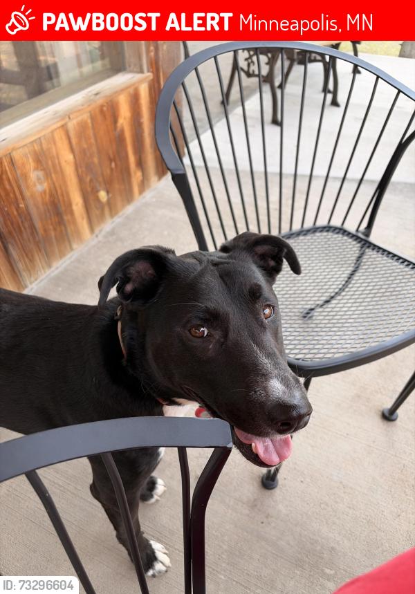 Lost Female Dog last seen Down the street from the JW Kingdom Hall, Minneapolis, MN 55404