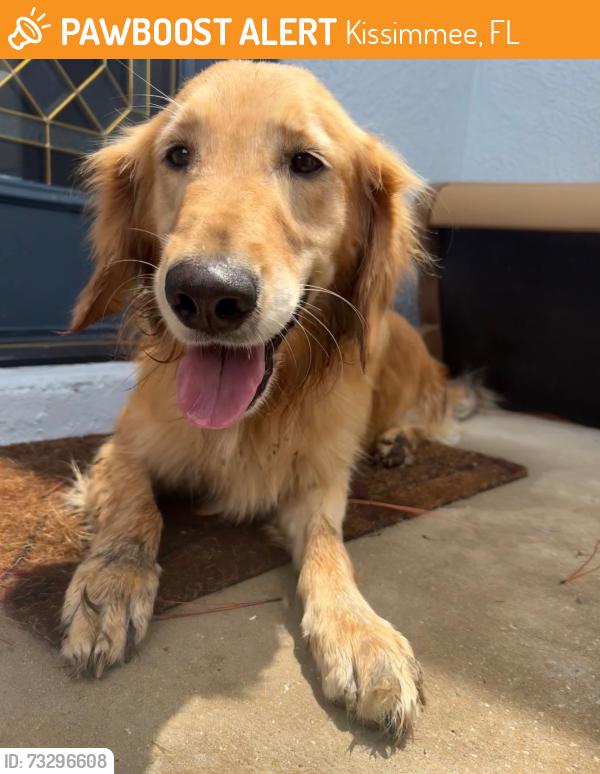 Found/Stray Female Dog last seen discovery intermediate school, Kissimmee, FL 34758