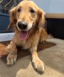 Found/Stray Female Dog last seen discovery intermediate school, Kissimmee, FL 34758
