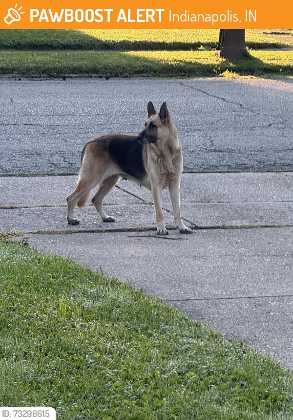 Found/Stray Female Dog last seen 52nd street and mark lane, Indianapolis, IN 46226