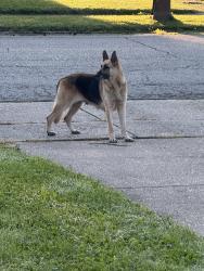 Found/Stray Female Dog last seen 52nd street and mark lane, Indianapolis, IN 46226