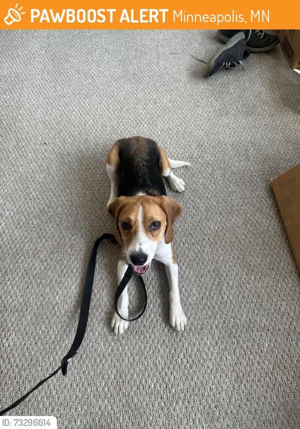 Found/Stray Male Dog last seen 49th street west &Dupont Ave S, Minneapolis, MN 55419