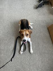 Found/Stray Male Dog last seen 49th street west &Dupont Ave S, Minneapolis, MN 55419