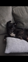 Lost Female Dog last seen Westlake parkway, Humble, TX 77346