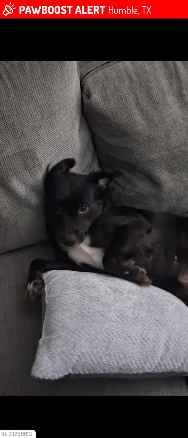 Lost Female Dog last seen Westlake parkway, Humble, TX 77346