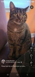 Reunited Male Cat last seen Althea & Melvin Ave, Morrisville, PA 19067