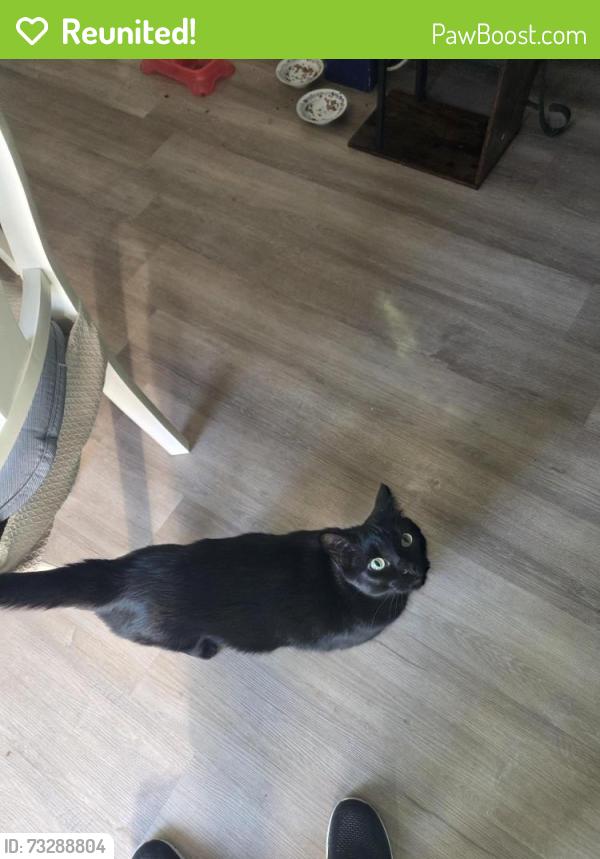 Reunited Male Cat last seen Oak Meadow off Big Tree, South Daytona, FL 32119