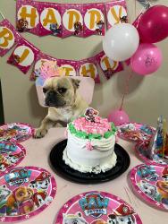 Lost Female Dog last seen Persimmon dr, Brownsville, TX 78526